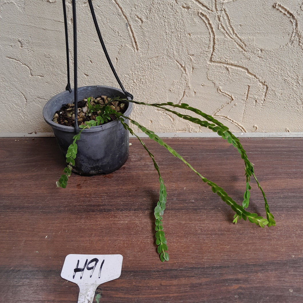 #H91 Huperzia Nummularifolia - New Guinea Flat Tassel