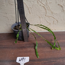 Load image into Gallery viewer, #H91 Huperzia Nummularifolia - New Guinea Flat Tassel
