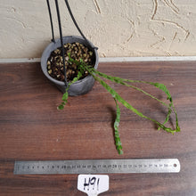 Load image into Gallery viewer, #H91 Huperzia Nummularifolia - New Guinea Flat Tassel