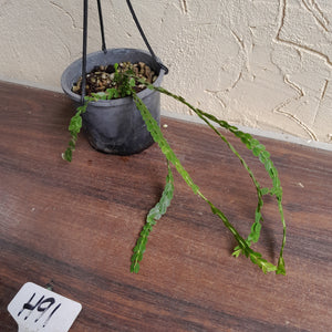 #H91 Huperzia Nummularifolia - New Guinea Flat Tassel
