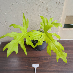 #i73 Large Philodendron Warscewiczii Flavum