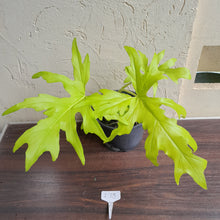 Load image into Gallery viewer, #i73 Large Philodendron Warscewiczii Flavum