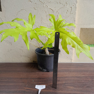 #i73 Large Philodendron Warscewiczii Flavum