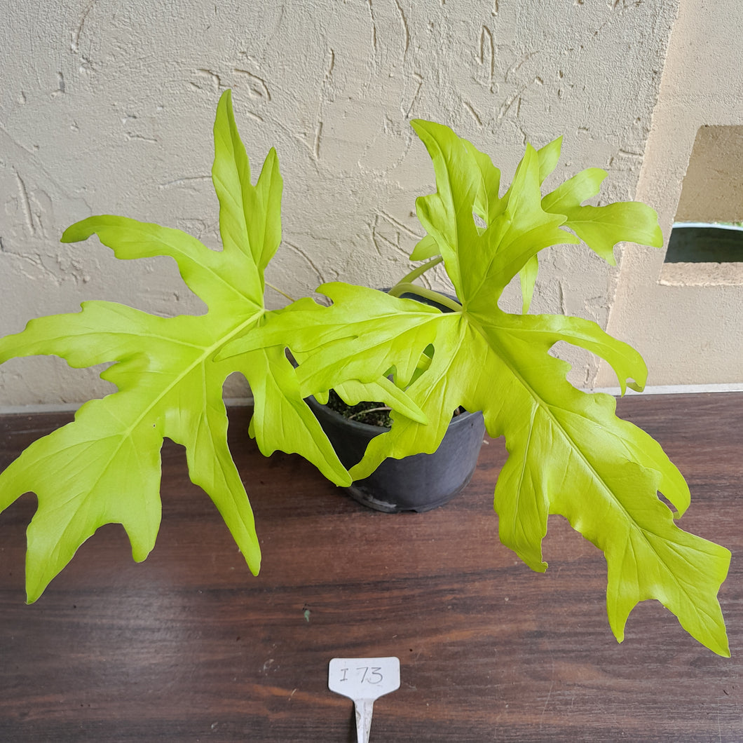 #i73 Large Philodendron Warscewiczii Flavum