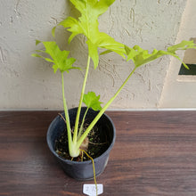 Load image into Gallery viewer, #i73 Large Philodendron Warscewiczii Flavum