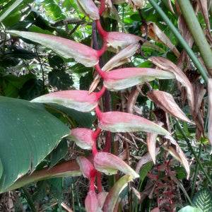 Heliconia Chartacea 'Sexy Pink' - RHIZOME