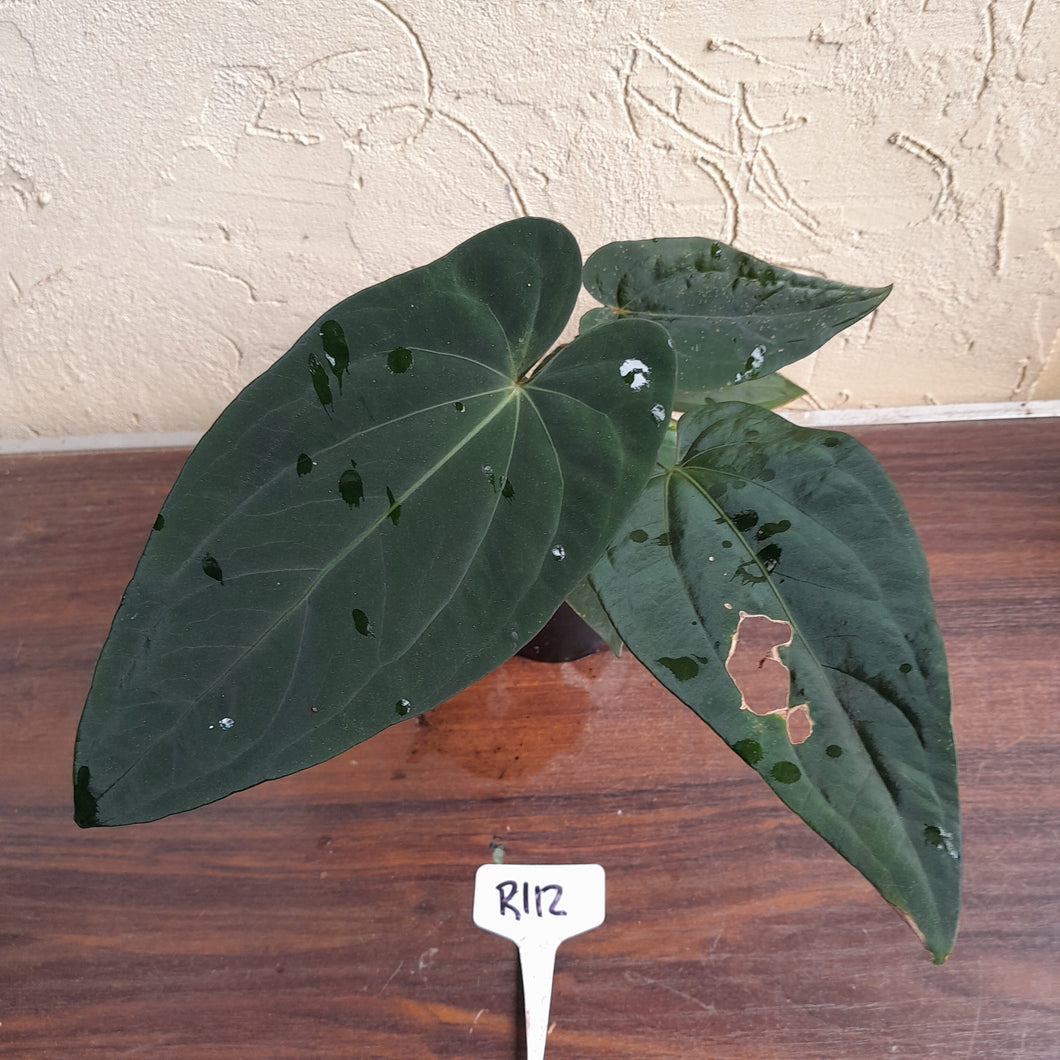 #R112 Anthurium Papillilaminum x - With 3 x Pups