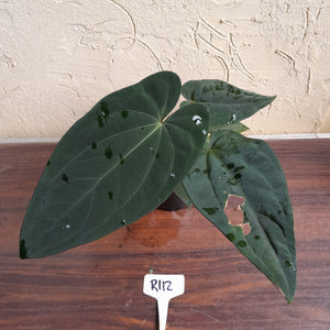 #R112 Anthurium Papillilaminum x - With 3 x Pups