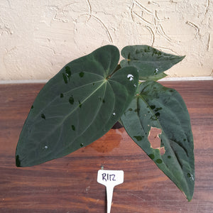 #R112 Anthurium Papillilaminum x - With 3 x Pups