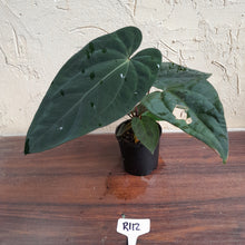 Load image into Gallery viewer, #R112 Anthurium Papillilaminum x - With 3 x Pups