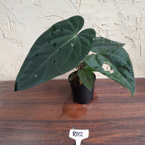 #R112 Anthurium Papillilaminum x - With 3 x Pups