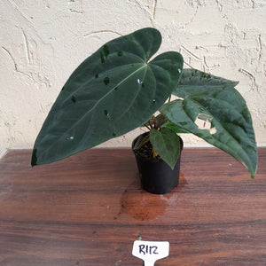 #R112 Anthurium Papillilaminum x - With 3 x Pups