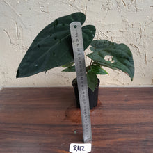 Load image into Gallery viewer, #R112 Anthurium Papillilaminum x - With 3 x Pups