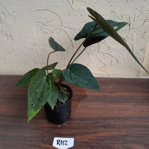 #R112 Anthurium Papillilaminum x - With 3 x Pups