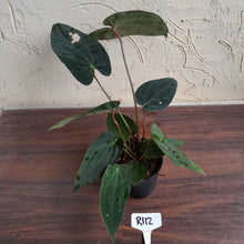 Load image into Gallery viewer, #R112 Anthurium Papillilaminum x - With 3 x Pups