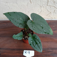 Load image into Gallery viewer, #R9 Anthurium Papillilaminum x Luxurians