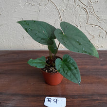 Load image into Gallery viewer, #R9 Anthurium Papillilaminum x Luxurians