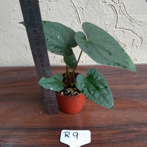 #R9 Anthurium Papillilaminum x Luxurians