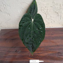 Load image into Gallery viewer, #R744 Anthurium Dark NOID