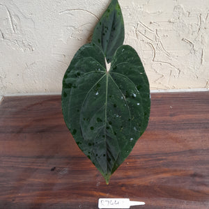 #R744 Anthurium Dark NOID