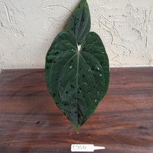 Load image into Gallery viewer, #R744 Anthurium Dark NOID