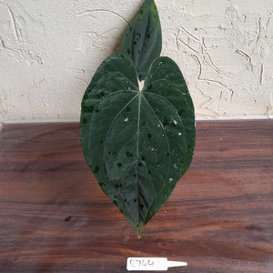 #R744 Anthurium Dark NOID