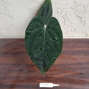 #R744 Anthurium Dark NOID