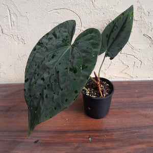 #R744 Anthurium Dark NOID