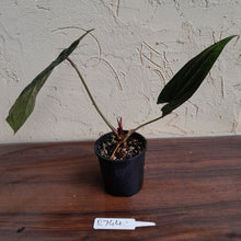 Load image into Gallery viewer, #R744 Anthurium Dark NOID