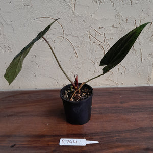 #R744 Anthurium Dark NOID