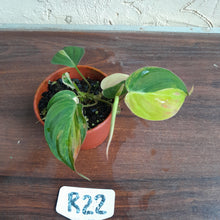 Load image into Gallery viewer, #R22 Variegated Philodendron Micans