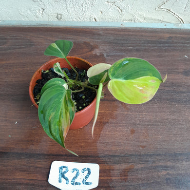 #R22 Variegated Philodendron Micans