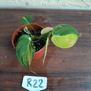 #R22 Variegated Philodendron Micans