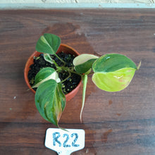 Load image into Gallery viewer, #R22 Variegated Philodendron Micans
