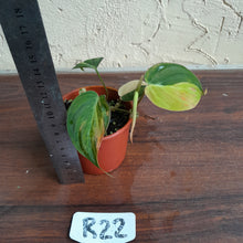 Load image into Gallery viewer, #R22 Variegated Philodendron Micans