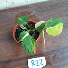 Load image into Gallery viewer, #R22 Variegated Philodendron Micans