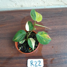 Load image into Gallery viewer, #R22 Variegated Philodendron Micans