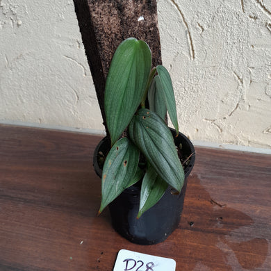 #D28 Philodendron Burle Marx Fantasy