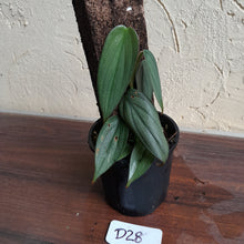 Load image into Gallery viewer, #D28 Philodendron Burle Marx Fantasy