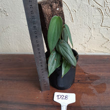 Load image into Gallery viewer, #D28 Philodendron Burle Marx Fantasy