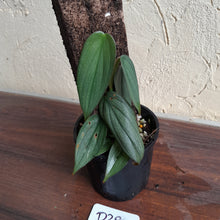 Load image into Gallery viewer, #D28 Philodendron Burle Marx Fantasy