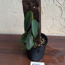 Load image into Gallery viewer, #D28 Philodendron Burle Marx Fantasy
