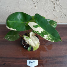 Load image into Gallery viewer, #R65 Variegated Philodendron Burle Marx