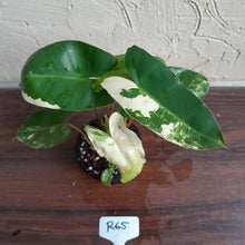 Load image into Gallery viewer, #R65 Variegated Philodendron Burle Marx