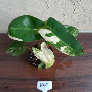#R65 Variegated Philodendron Burle Marx