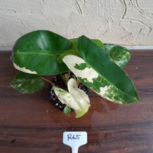 Load image into Gallery viewer, #R65 Variegated Philodendron Burle Marx