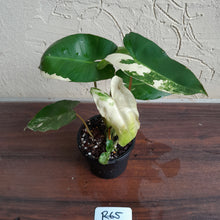 Load image into Gallery viewer, #R65 Variegated Philodendron Burle Marx
