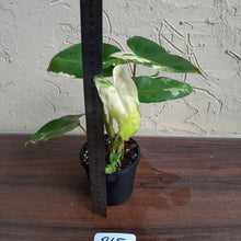 Load image into Gallery viewer, #R65 Variegated Philodendron Burle Marx
