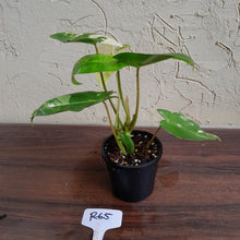 Load image into Gallery viewer, #R65 Variegated Philodendron Burle Marx