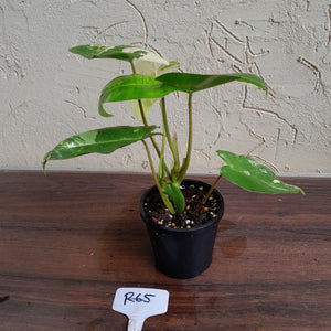 #R65 Variegated Philodendron Burle Marx